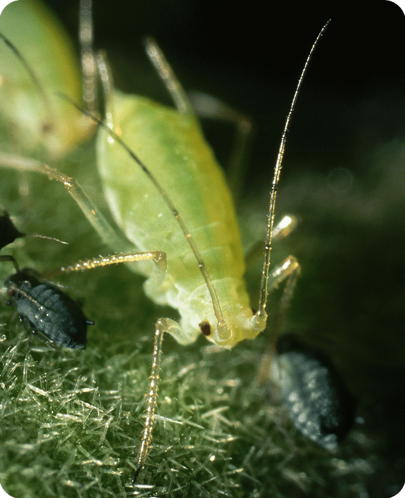 Aphid pest control services in Indianapolis, IN