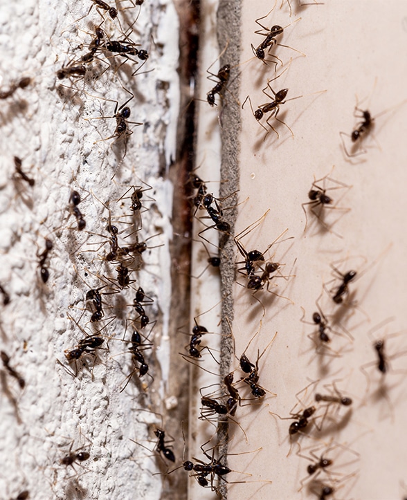 Ant exterminator in Indianapolis, IN