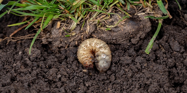 Grub control services in Indianapolis, IN