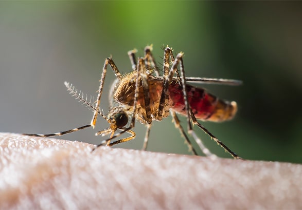 Mosquito control companies in Indianapolis, IN