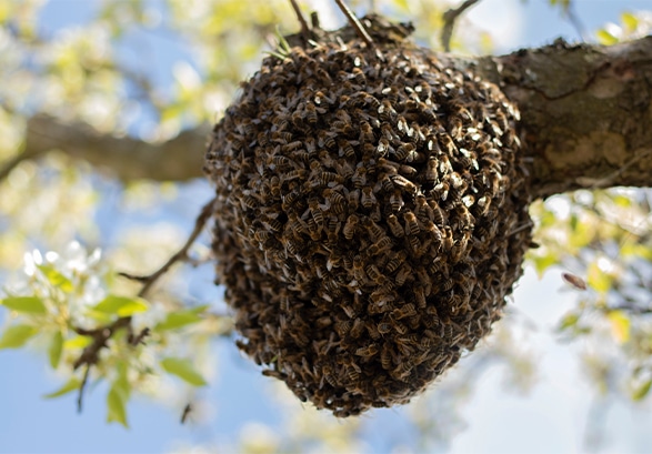 Bee exterminator in Indianapolis, IN
