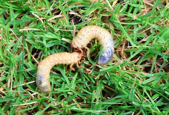 Lawn grub treatment services in Indianapolis, IN