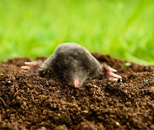 Mole control services in Indianapolis, IN