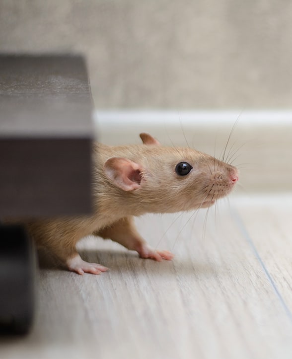 Professional rodent control services in Indianapolis, IN