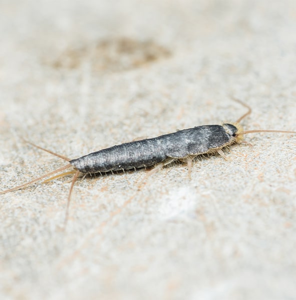 Silverfish pest control services in Indianapolis, IN