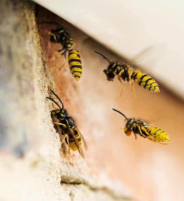 Wasp control services in Indianapolis, IN