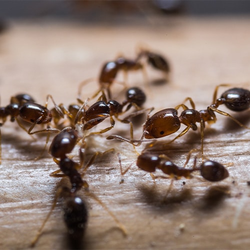 Ant identification and treatment services in Indianapolis, IN