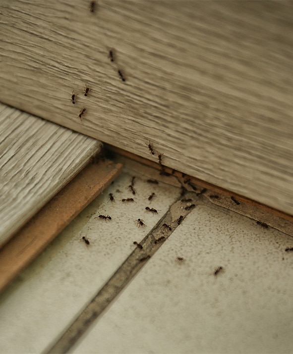 Effective pest control programs in Indianapolis, IN