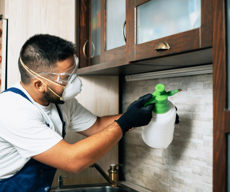 Bugs After Pest Control