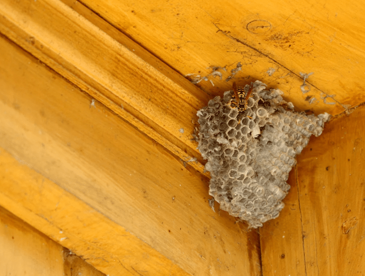 What Attracts Wasps to My Home