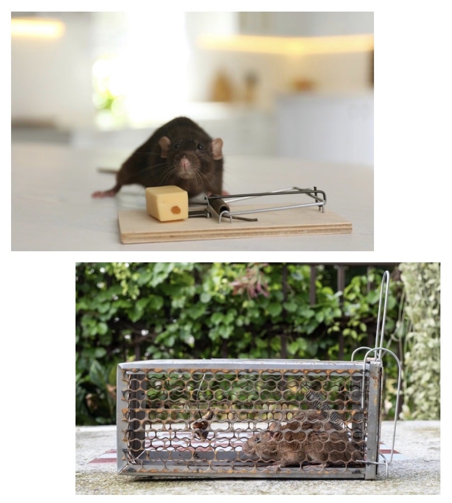 Rodent Prevention Indianapolis: Comparing Traps and Baits Used by Blue Duck Pest Control