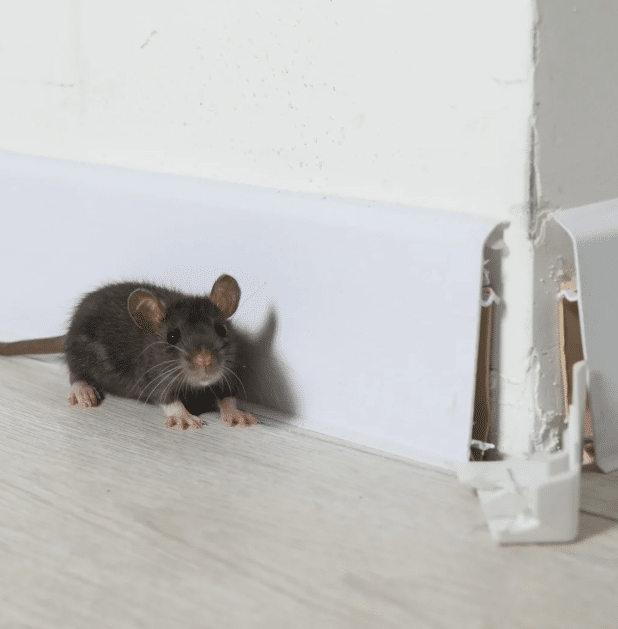 Mouse Inside Indiana Home Wall - Rodent Control by Blue Duck Pest Control
