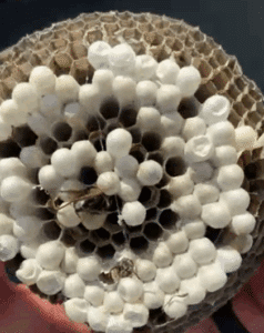 A wasp nest like this is a common result of skipping regular pest maintenance – but Blue Duck Pest Control can stop infestations before they grow.