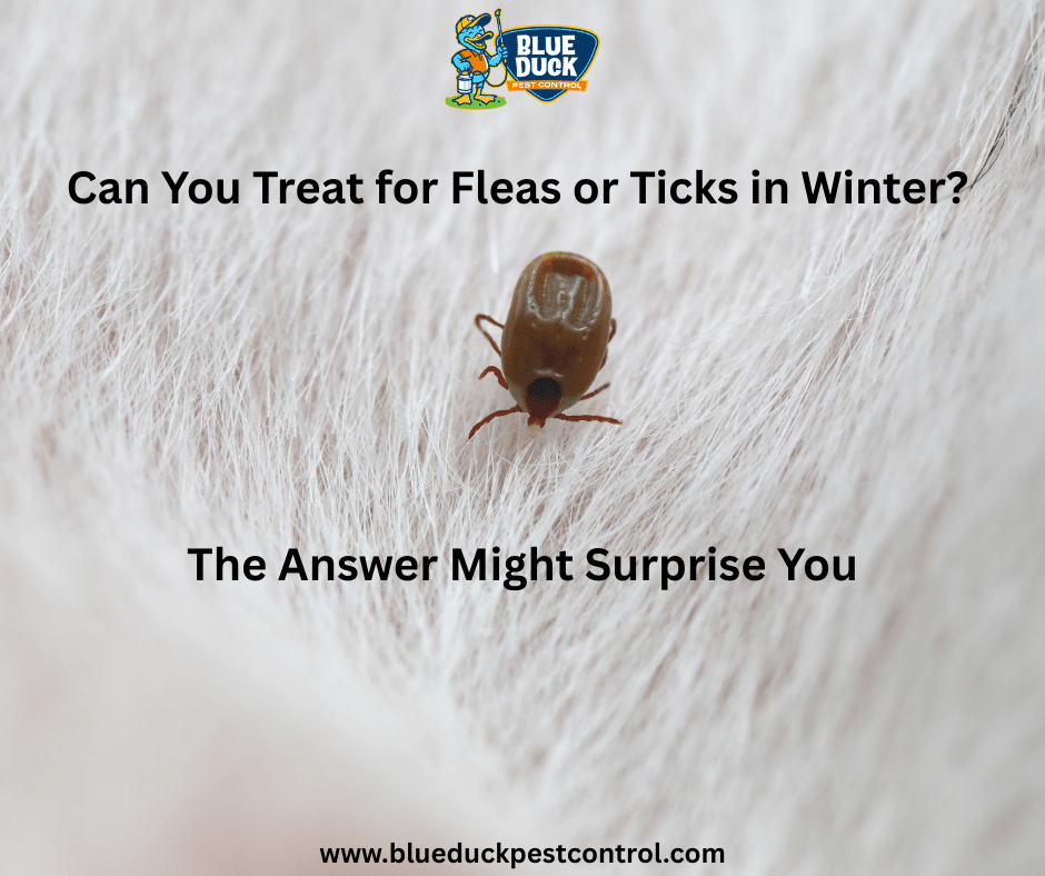 Can You Treat for Fleas or Ticks in Winter? The Answer from Blue Duck Pest Control Might Surprise You