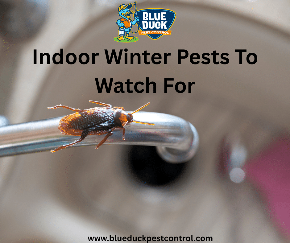 Indoor Winter Pests To Watch For by Blue Duck Pest Control Indiana