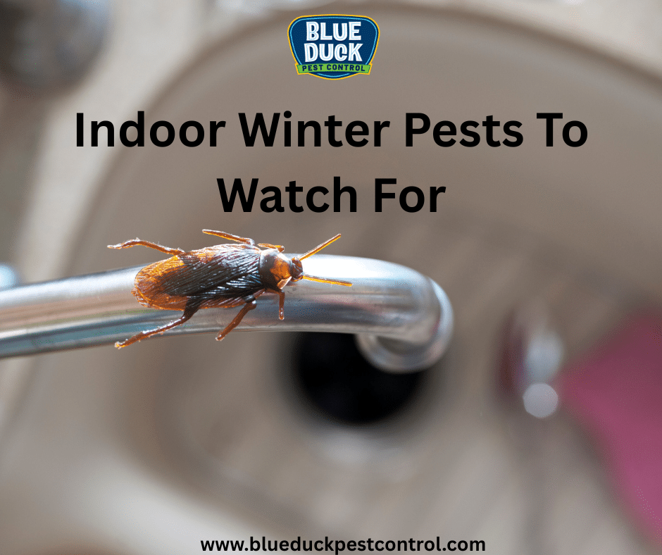 Indoor Winter Pests To Watch For by Blue Duck Pest Control Indiana