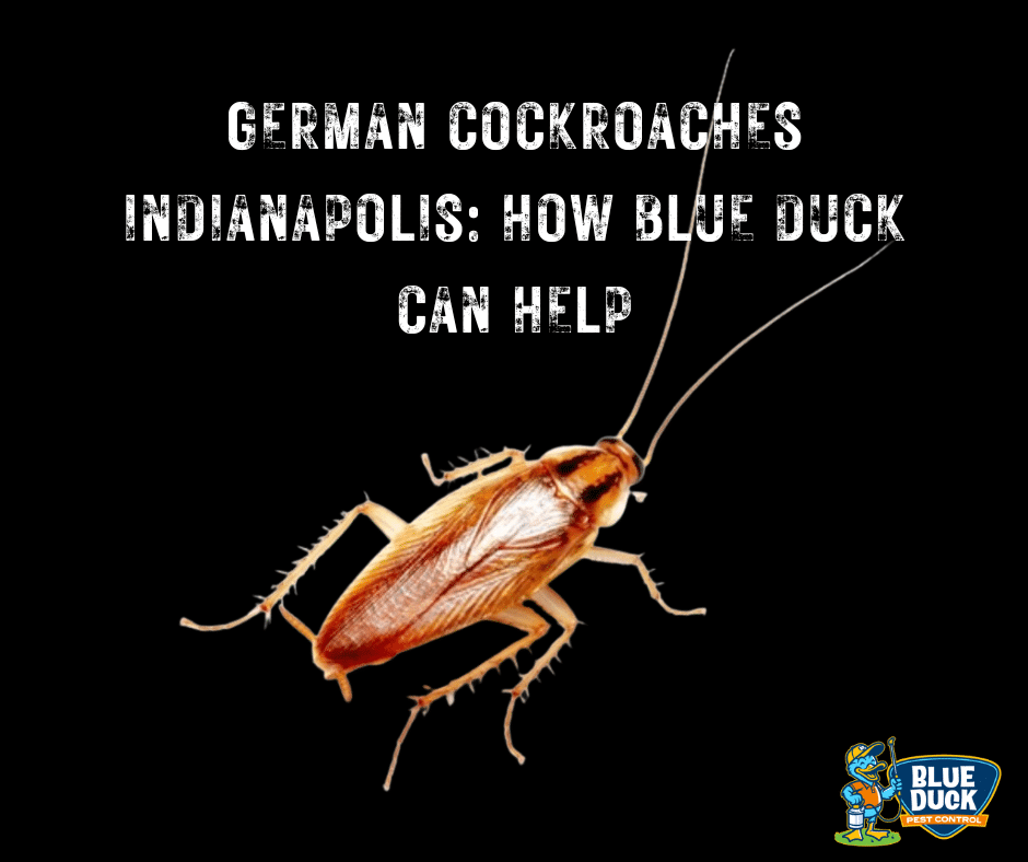 German Cockroaches Indianapolis: How Blue Duck Pest Control Can Help