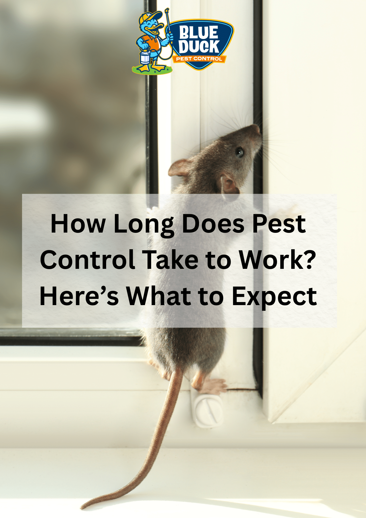 How Long Pest Control Takes to Work? Answered by Blue Duck Pest Control Indianapolis