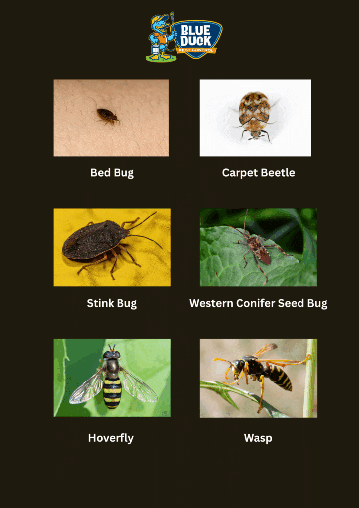 Side-by-side comparison of commonly misidentified insects—bed bug, carpet beetle, stink bug, western conifer seed bug, hoverfly, and wasp created by Blue Duck Pest Control to help Indianapolis homeowners identify pests correctly.