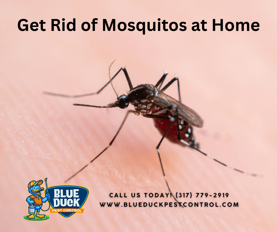 A close-up image of a mosquito biting skin, highlighting the need for professional home pest control for mosquitos in Indianapolis.