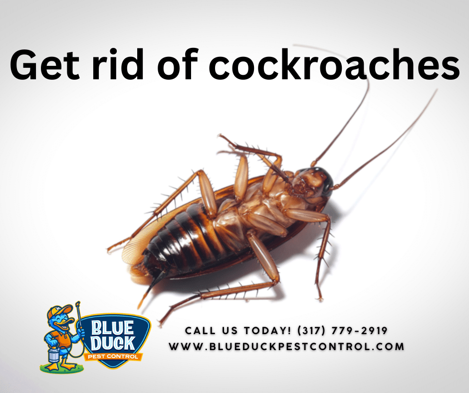 A deceased cockroach on its back after successful pest control for cockroaches treatment.