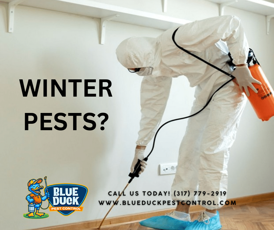 A Blue Duck Pest Control technician doing pest control in winter services in Indianapolis home for protection against cold-weather pests.