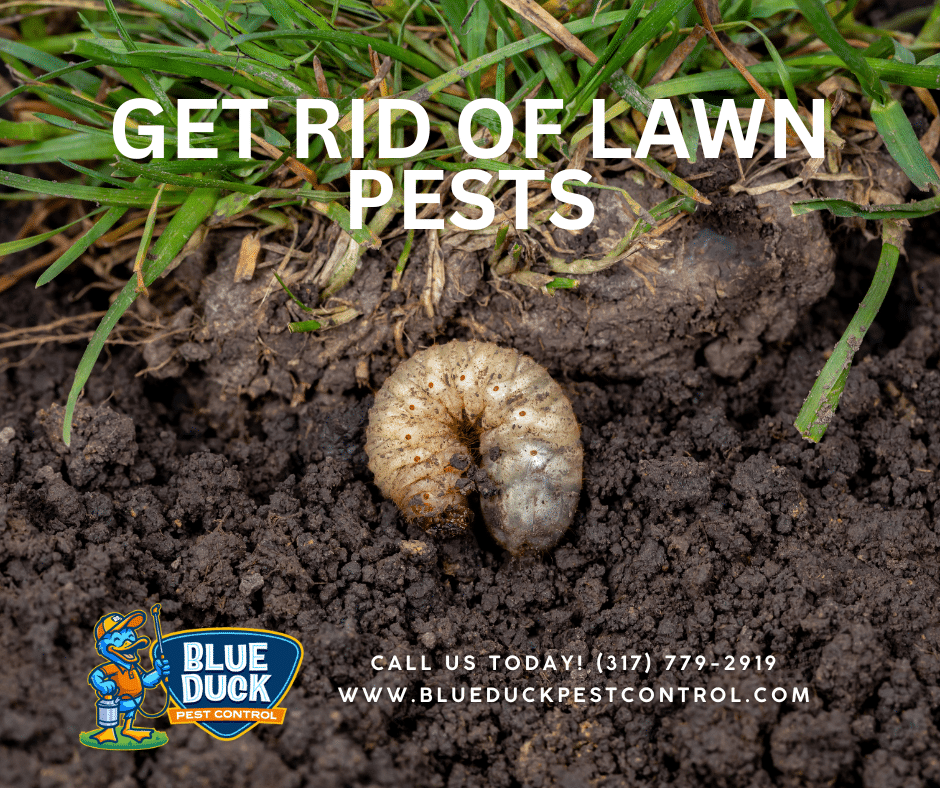 A white grub pest on soil, showing the root cause of brown patches in Indianapolis lawns.