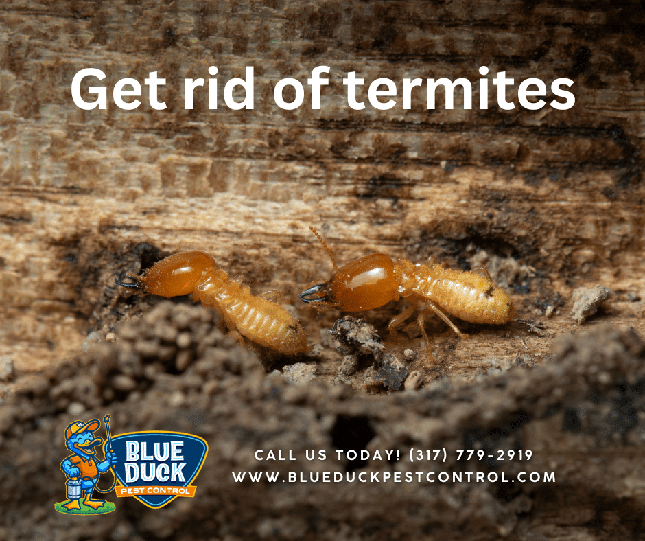 An image of termites, the destructive pests requiring professional pest control for termites to protect your home in Indianapolis.