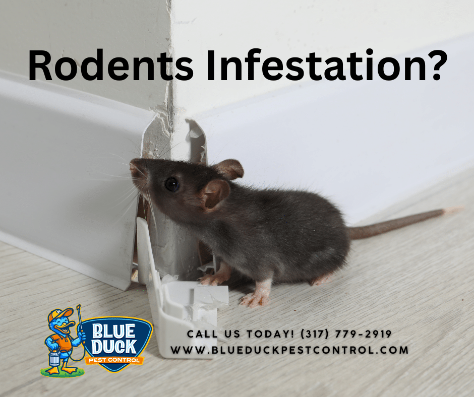 Mouse entering Indianapolis home during winter seeking warmth and shelter.