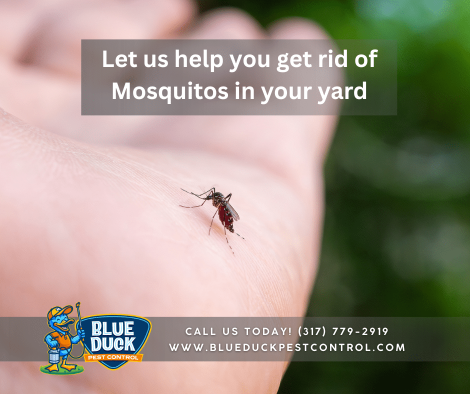 Mosquito biting skin highlighting why finding mosquito hiding spots in your yard matters for your family's safety. Call Blue Duck Pest Control today to get rid of mosquitos in your yard in Indianapolis.