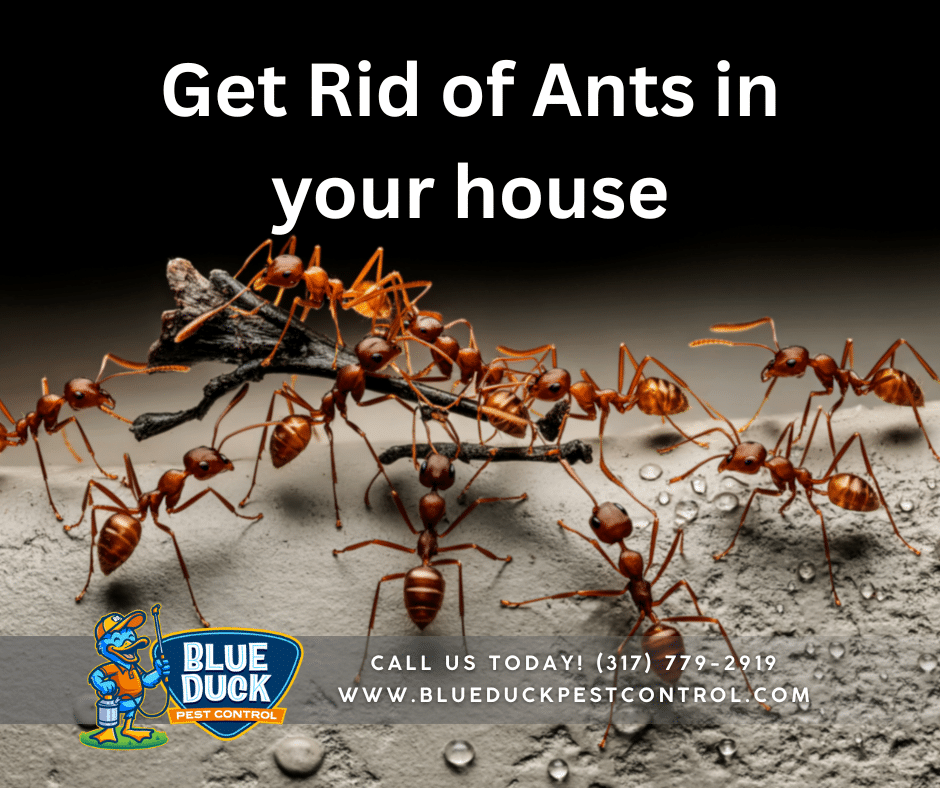 An ant infestation in an Indianapolis house, showing the need to call Blue Duck Pest Control for professional help on how to get rid of ants in house.