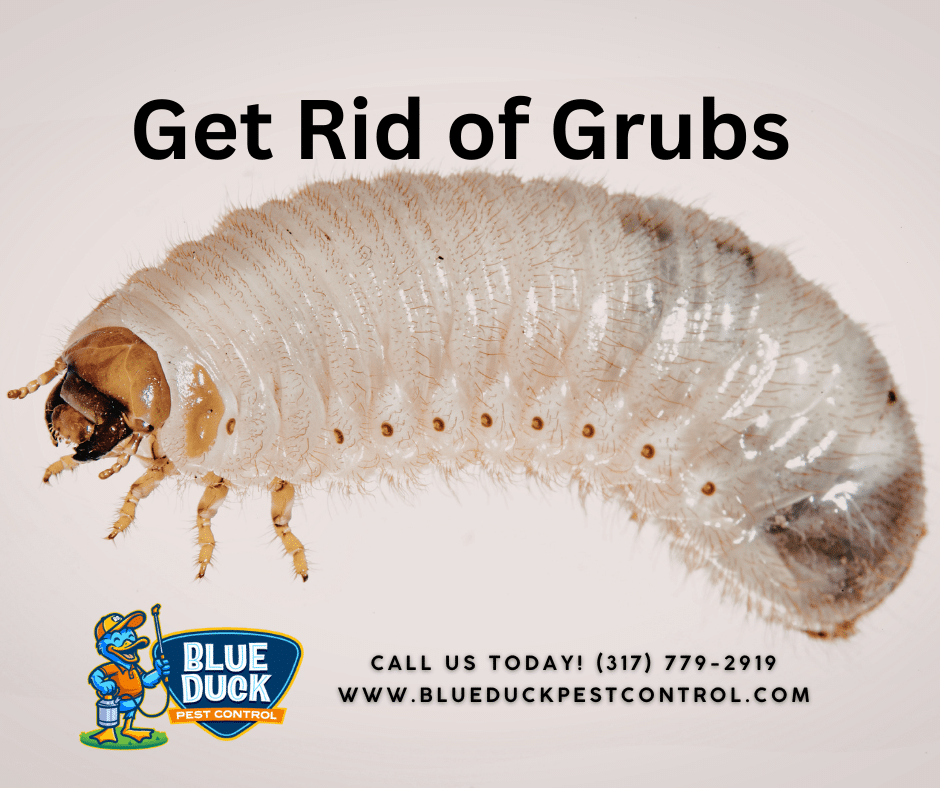 A white grub in soil, the damaging lawn pest showing the need to learn how to get rid of grubs in Indianapolis lawns.