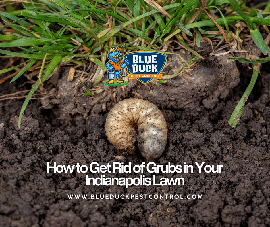 A white grub in soil, the root-eating pest that demonstrates the need to learn how to get rid of grubs in an Indianapolis lawn.
