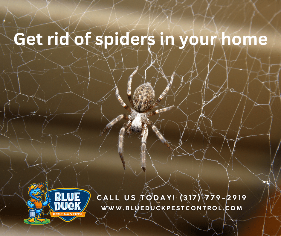 A spider and cobweb in an Indianapolis home, a clear sign you need to learn how to get rid of spiders with Blue Duck Pest Control's help.