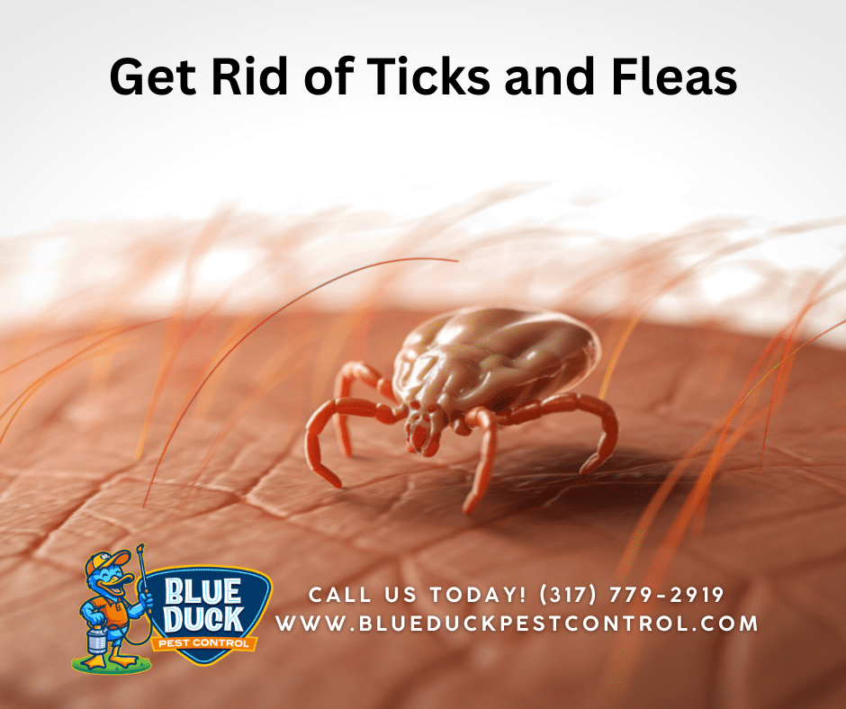 A tick on skin, showing the urgent need to learn how to get rid of ticks and fleas in your Indianapolis yard. Call Blue Duck Pest Control today.