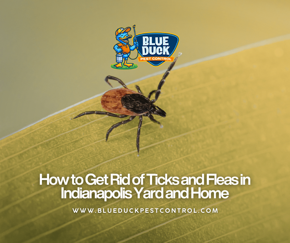 A flea on a leaf in an Indianapolis yard, highlighting the importance of learning how to get rid of ticks and fleas with professional treatment from Blue Duck Pest Control.