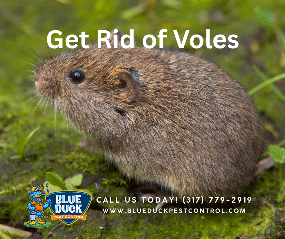 Vole in Indianapolis yard and expert tips on how to get rid of voles effectively by Blue Duck Pest Control.
