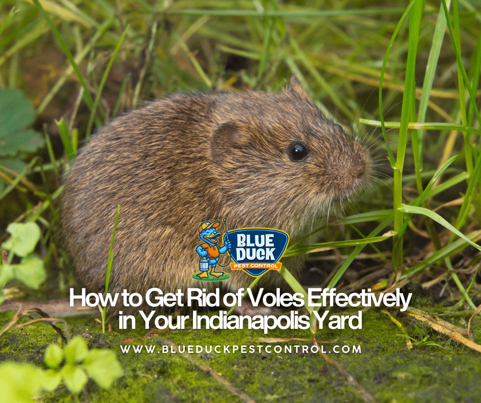 Vole in an Indianapolis yard and how to get rid of voles with professional help from Blue Duck Pest Control.