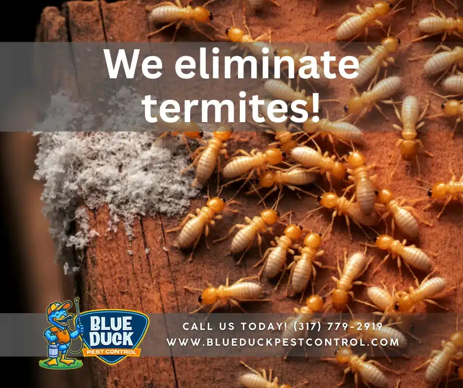 Close up of termites infesting home walls highlighting why termite warning signs matter for Indiapolis homeowners. Get rid of termites with Blue Duck Pest Control.