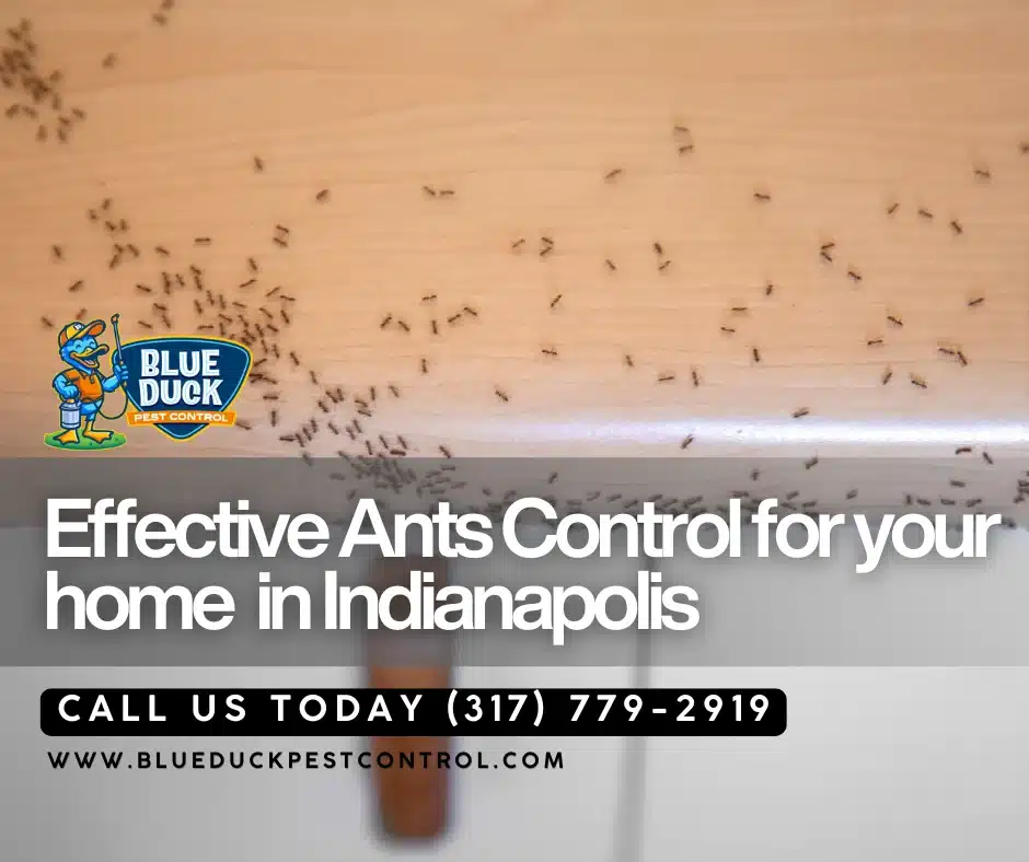 Household ants invading kitchen floor highlighting search for best ant killer for indoors from Blue Duck Pest Control experts in Indianapolis.