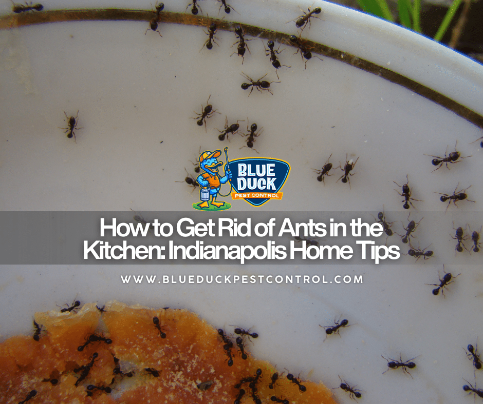 Ants swarming spilled sugar on kitchen counter showing why Indianapolis homeowners need to know how to get rid of ants in the kitchen.