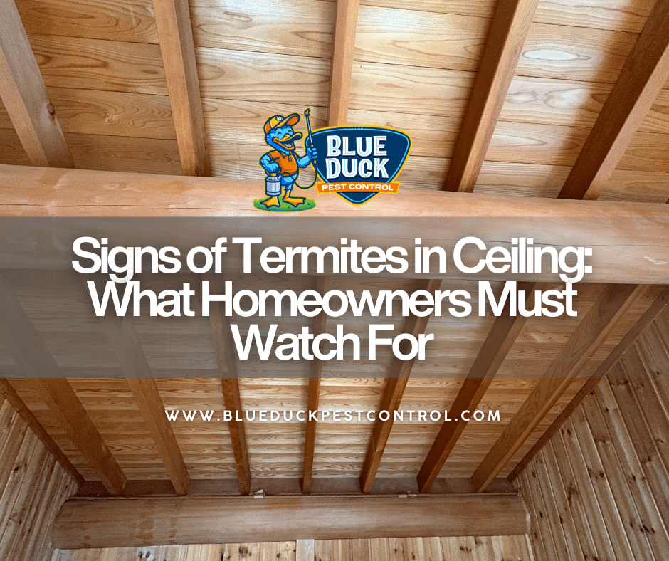 Ceiling with discoloration and small holes indicating signs of termites in ceiling for Indianapolis homeowners.