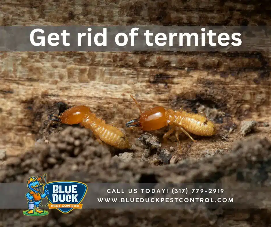 Close up of termites on wood demonstrating signs of termites in ceiling requiring professional pest control treatment from Blue Duck Pest Control in Indianapolis.