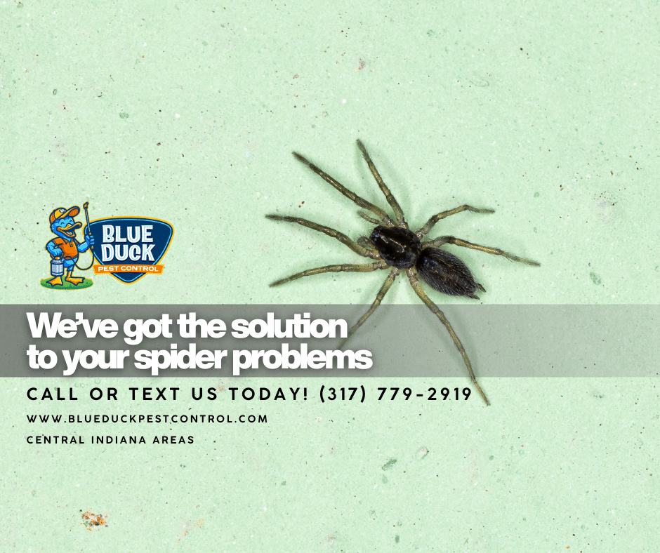 An Indianapolis homeowner wondering why are there so many spiders in my house after spotting a spider on living room wall. Blue Duck Pest Control has the solution for spiders in your house.