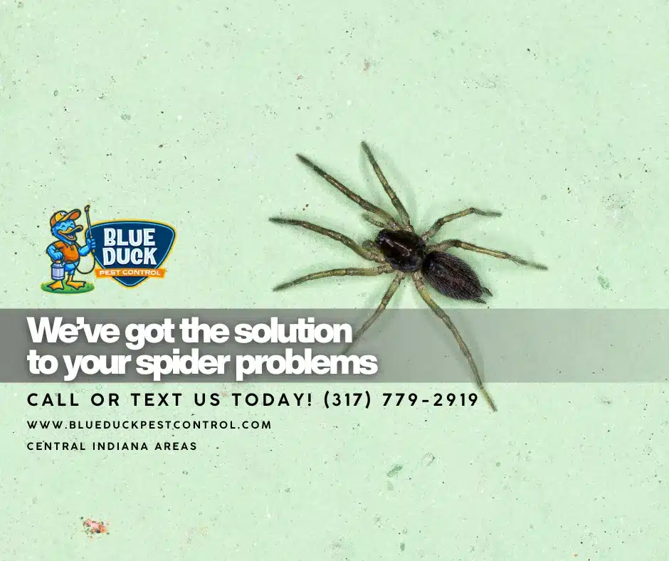 An Indianapolis homeowner wondering why are there so many spiders in my house after spotting a spider on living room wall. Blue Duck Pest Control has the solution for spiders in your house.