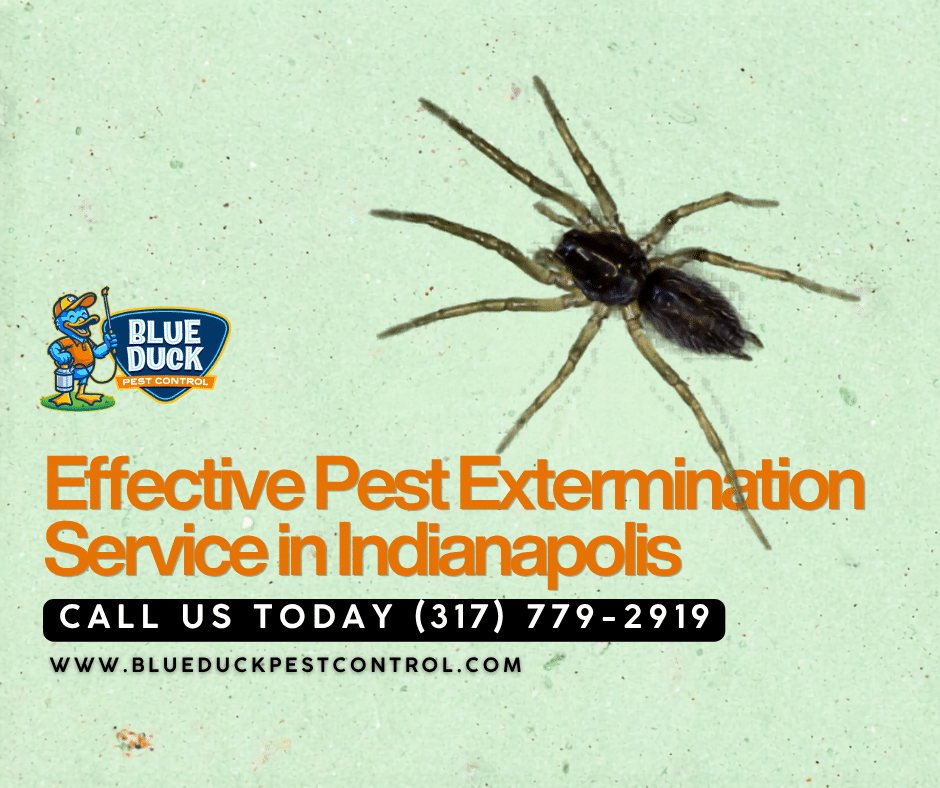 Large spider on wall showing why professional Indianapolis pest extermination by Blue Duck Pest Control is needed for local homes.