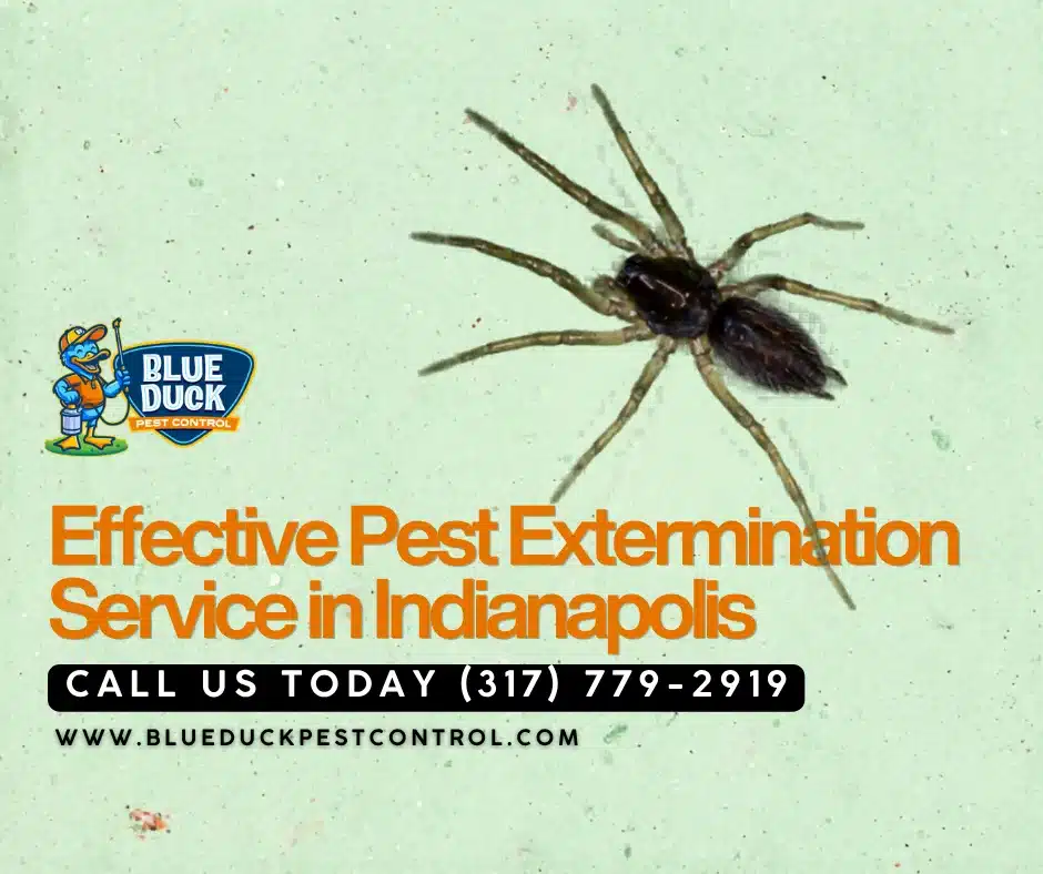 Large spider on wall showing why professional Indianapolis pest extermination by Blue Duck Pest Control is needed for local homes.