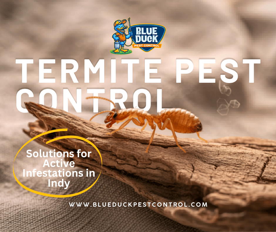Close up of termites causing structural damage requiring immediate termite pest control from trusted experts in Indianapolis like Blue Duck Pest Control.