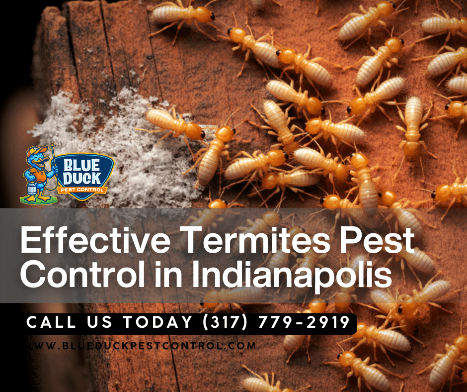 Active termite infestation showing need for professional termite pest control from Blue Duck Pest Control to protect home value.