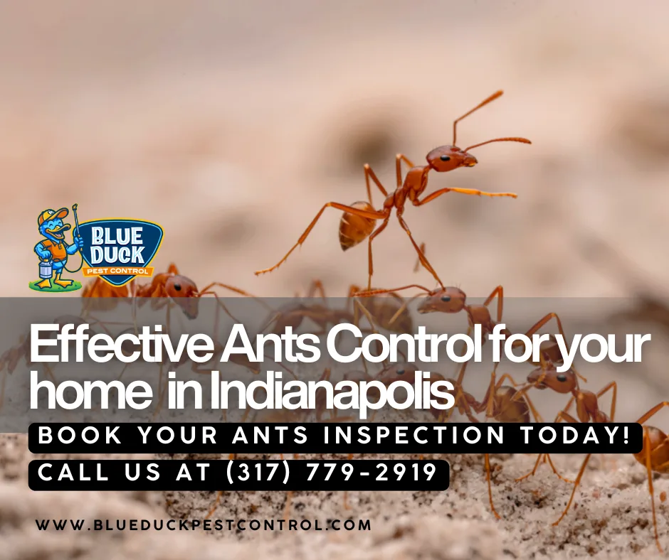 Indianapolis home ant problem calling for effective ants infestation prevention from trusted local experts like Blue Duck Pest Control.